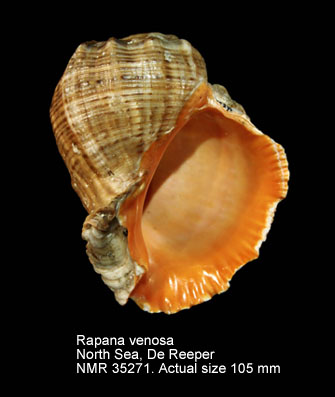 Rapana venosa.jpg - Rapana venosa(Valenciennes,1846)